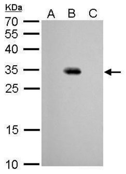 Monoclonal Anti-GFP antibody produced in