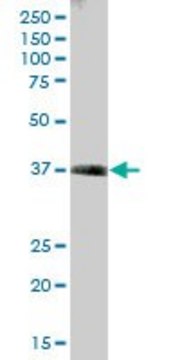 Anti-TALDO1 antibody produced in mouse