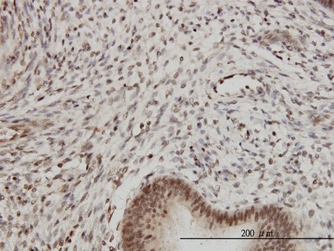 Monoclonal Anti-PSMB2 antibody produced in