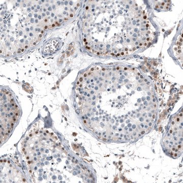 Anti-TCF3 antibody produced in rabbit