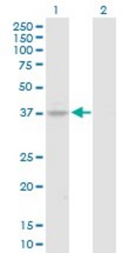 Anti-HOXA7 antibody produced in rabbit