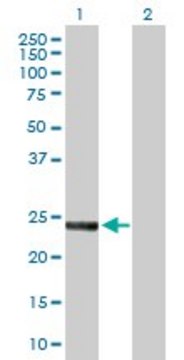 Anti-SNAP23 antibody produced in rabbit