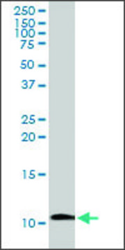 Anti-IAPP antibody produced in rabbit