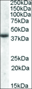 Anti-APOL6 antibody produced in goat