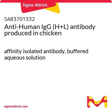 Anti-Human IgG (H+L) antibody produced