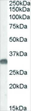 Anti-OTUB1 antibody produced in goat