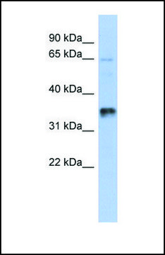 Anti-UBAC2 antibody produced in rabbit