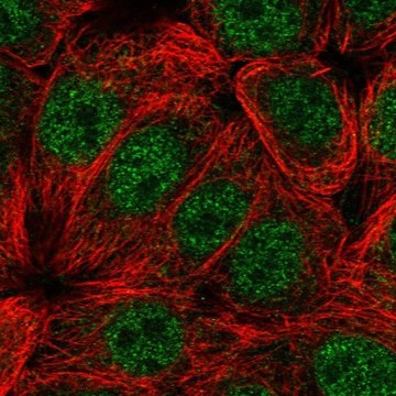 Anti-CIART antibody produced in rabbit