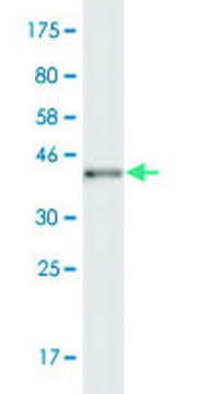 Monoclonal Anti-POU6F2 antibody produced in