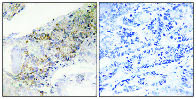 Anti-COX5B antibody produced in rabbit