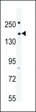 ANTI-PKHG1 (C-TERMINAL) antibody produced in