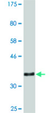 Monoclonal Anti-VNN3 antibody produced in