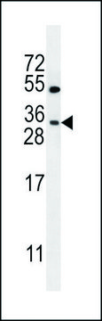ANTI-LOC284422 (C-TERM) antibody produced in