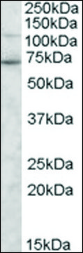 Anti-SNTG2 (C-terminal) antibody produced in