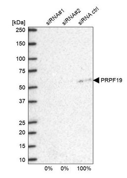Anti-PRPF19 antibody produced in rabbit