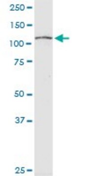 Monoclonal Anti-RPS6KC1, (C-terminal) antibody produced