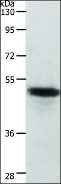 Anti-CERS2 antibody produced in rabbit