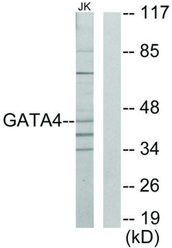 Anti-GATA4 antibody produced in rabbit