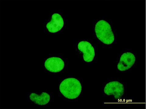 ANTI-ZNF207 antibody produced in mouse