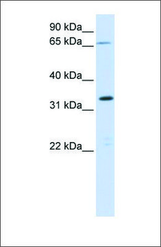 Anti-C19ORF47 antibody produced in rabbit