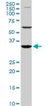 Monoclonal Anti-PAX9 antibody produced in