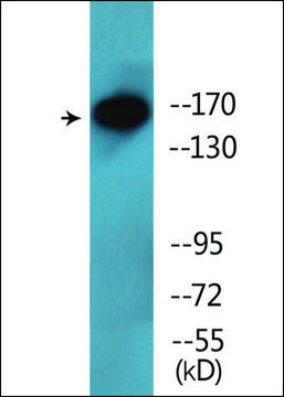 Anti-phospho-NFAT5/TonEBP (pSer¹??) antibody produced in