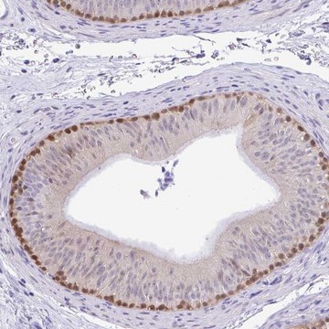 Anti-ZNF485 antibody produced in rabbit