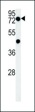 ANTI-PHTF2 (CENTER) antibody produced in