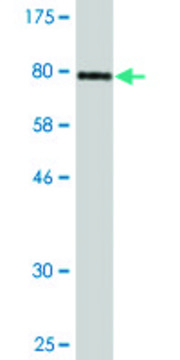 Monoclonal Anti-PDZD3 antibody produced in