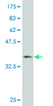 ANTI-SMAD6 antibody produced in mouse