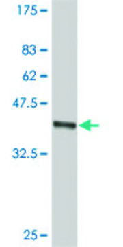 ANTI-SMO antibody produced in mouse