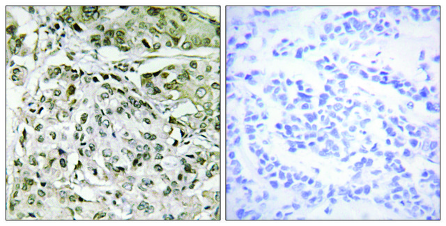 Anti-TAF1 antibody produced in rabbit