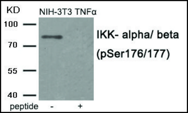 Anti-phospho-IKK-?/? (pSer176/177) antibody produced in