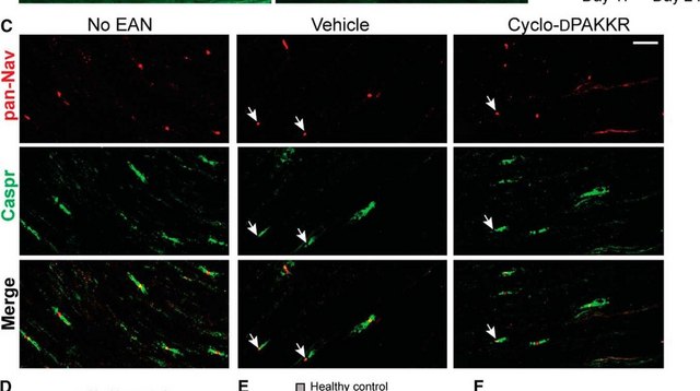 Monoclonal Anti-Sodium Channel, Pan antibody