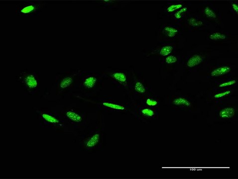 Anti-GTF2E1 antibody produced in rabbit