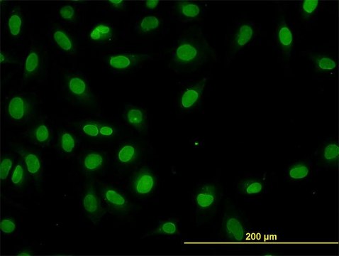 ANTI-HNF4A antibody produced in mouse