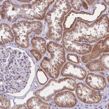 Anti-MRPS18C antibody produced in rabbit