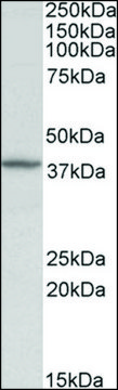 Anti-DCN antibody produced in goat