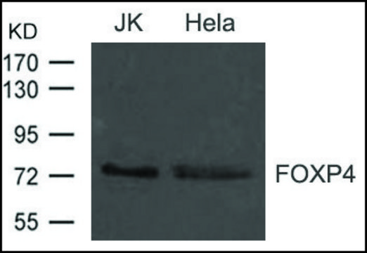 Anti-FOXP4 antibody produced in rabbit