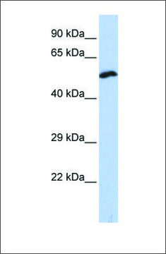 Anti-KCNS1 antibody produced in rabbit