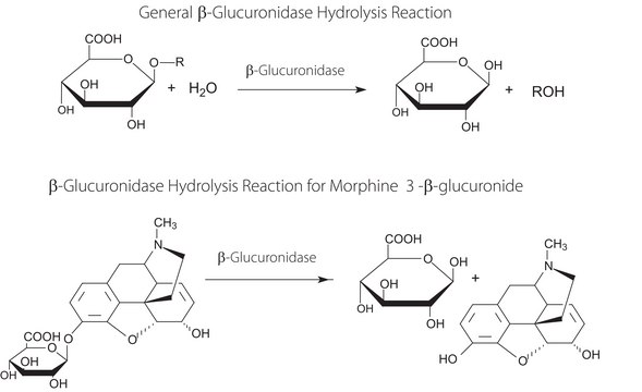 ?-Glucuronidase from Helix pomatia