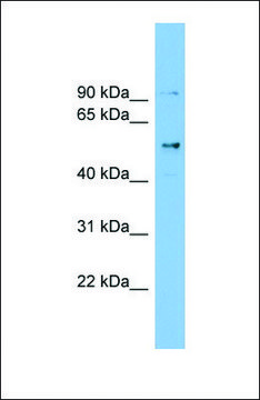 Anti-CCDC50 antibody produced in rabbit