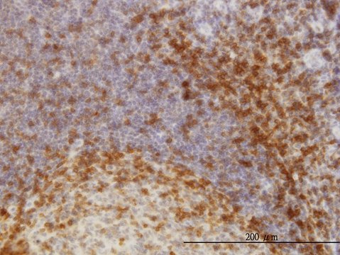 Monoclonal Anti-SCAP1 antibody produced in
