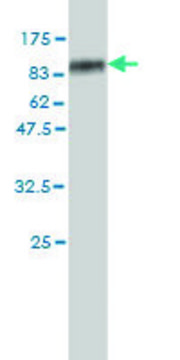 Monoclonal Anti-SLC4A4 antibody produced in
