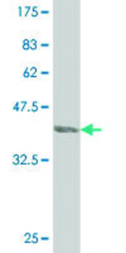 ANTI-PTCH antibody produced in mouse