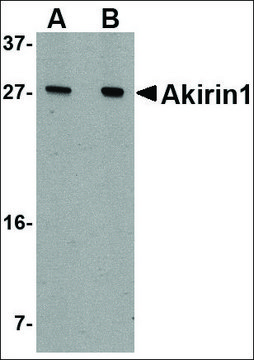 Anti-Akirin1 (ab1) antibody produced in