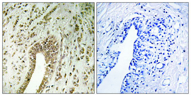 Anti-PHF3 antibody produced in rabbit