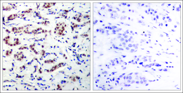 Anti-phospho-STAT5A (pTyr???) antibody produced in