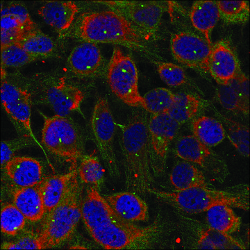 Anti-FAM129B (Ab-712) antibody produced in