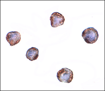 Monoclonal Anti-XBP-1 antibody produced in